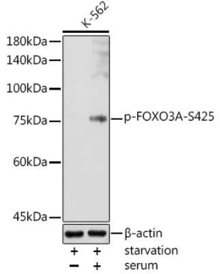 Western Blot: FOXO3 [p Ser425] AntibodyAzide and BSA Free [NBP3-16945]